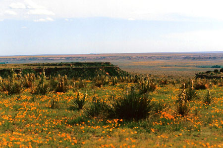 Prairie